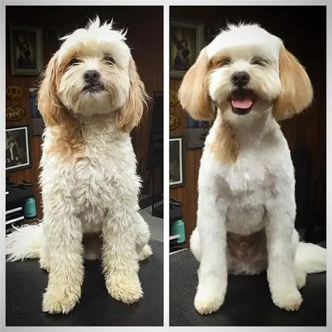 Happy dog at Maison Paws